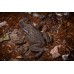 Duttaphrynus melanostictus - Bufo melanostictus